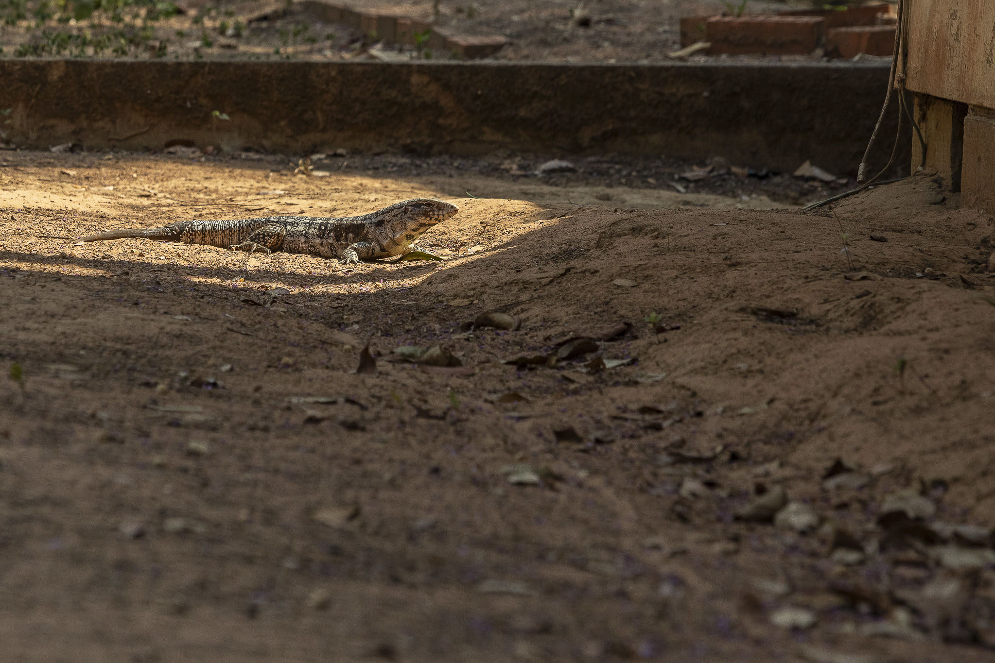 Imagem Expedição Chap Guim - ESEC Serra das Araras--71 da expedição de expedicoes/araras_25